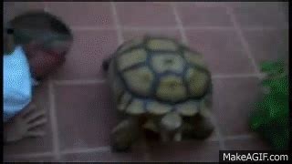 Turtle Has A Orgasm On Make A Gif