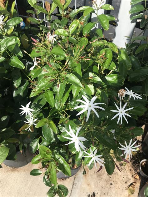 Is This A Real Jasmine Plant Or A Confederate Jasmine In The Plant Id