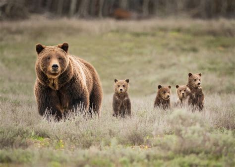 Neil Simmons Photography Yellowstone Wyoming And Utah Grizzly 399