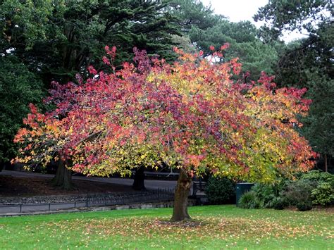 Autumn Tree Colors Free Stock Photo Public Domain Pictures