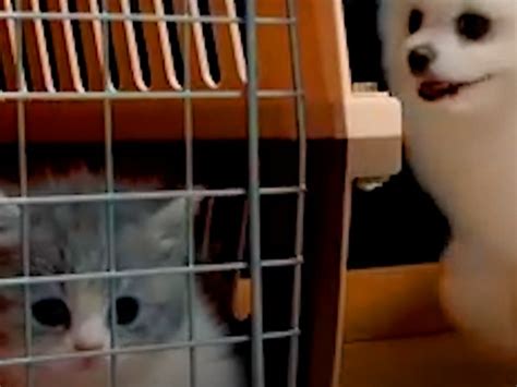 Tiny Puppy Meets Tinier Kitten For The First Time