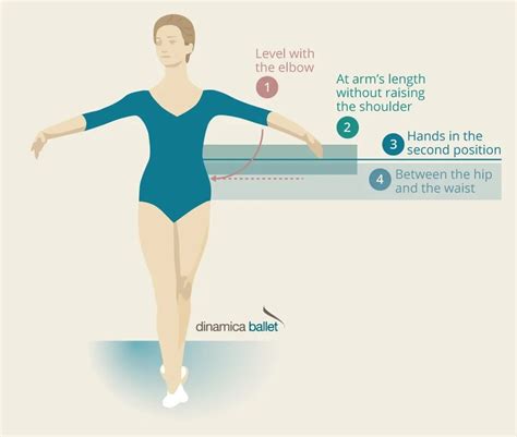 How High Should A Ballet Barre Be Dinamica Ballet