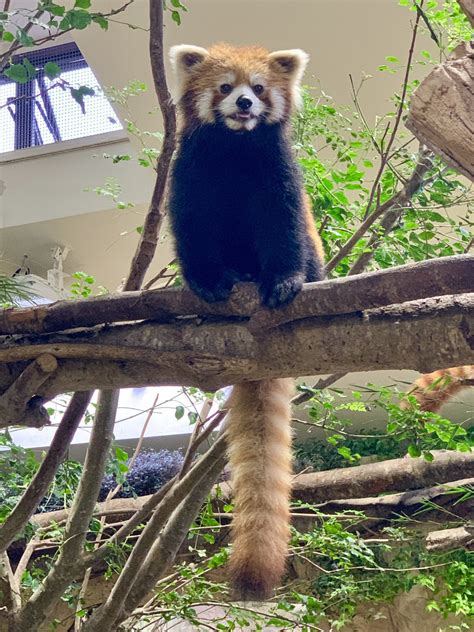 Пин от пользователя To Koji на доске Panda Красные панды Панда