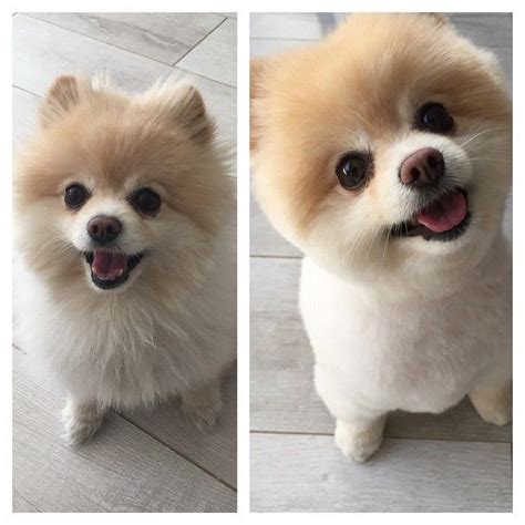 Goldendoodle golden retriever/poodle hybrid dog breed information including pictures, training, behavior, and care of goldendoodles. romy_gram before and after haircut (With images ...