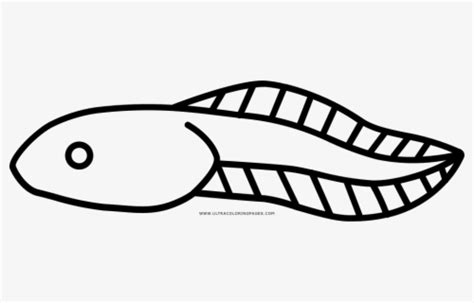 Free Tadpole Clip Art With No Background Clipartkey