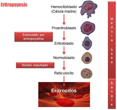 Fichero De Hematolog A Morfolog A Normal De Los Elementos Celulares
