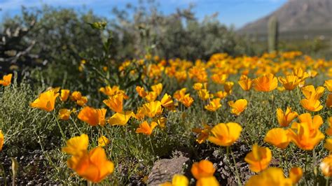 Arizona Could Be In For A Superbloom Wildflower Season 12news Com