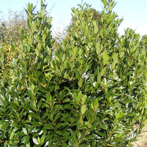 Laurier sauce haie -plante pas cher pépinière Menton