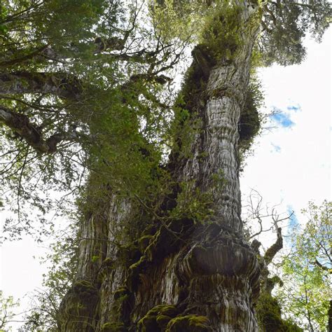Un Ciprés Patagónico De 5 484 Años Podría Ser El árbol Más Viejo Del Mundo Infobae