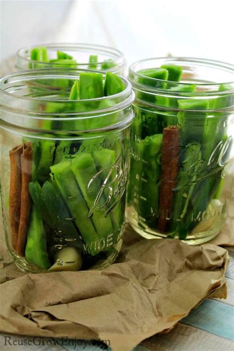 Because the cactus seeds take so long to germinate, rooting from cuttings is the preferred nopales are well worth the effort. Have you ever eaten cactus nopales? That is the flat part ...