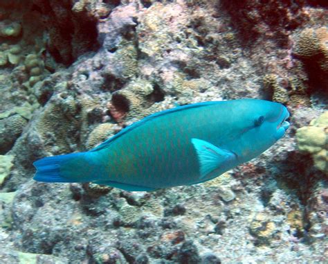 Hawaiian Reef Fish Hubpages