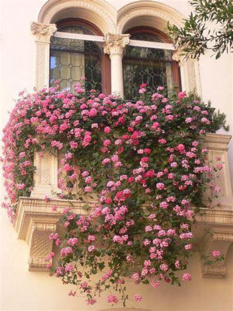 Dos plantas colgantes para identificar. window decorated with pink geraniums, | Balcones para ...