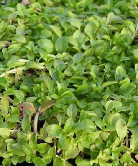 Pennyroyal 1 Live Plant In 35 Pot Patio Lawn And Garden