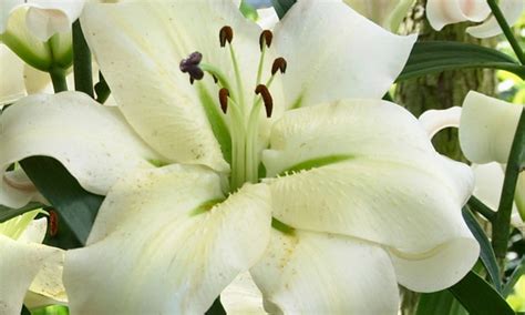 5 10 or 20 giant lily pretty woman bulbs groupon