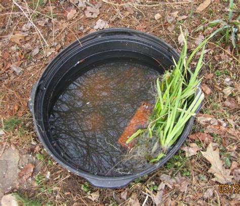 Container is a 100 gallon oval stock tank that i built a wood frame around. Robyn's 20 Gallon Tub Pond Page
