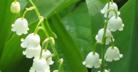 Good Witches Magickal Flowers And Herbs Lily Of The Valley