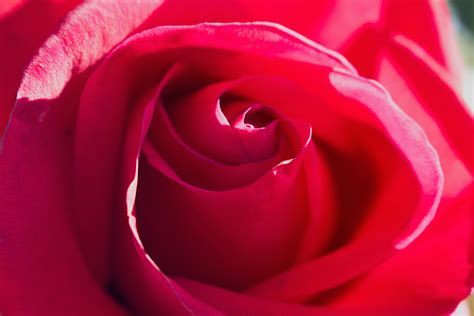 Ingyenes Képek Virág Virágszirom Piros Rózsaszín Bezár