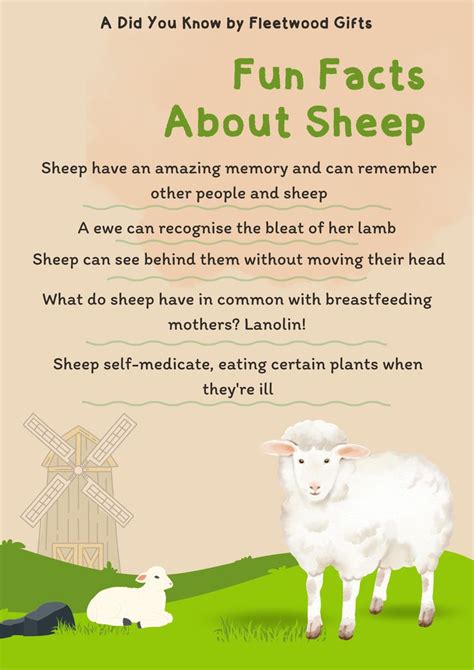 Fun Facts About Sheep That You Might Not Know Kids Education Facts