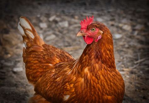 Adalah diberitahu sekolah akan ditutup esok.(tidak tepat) adalah diisytiharkan bahawa hari raya haji jatuh pada hari rabu.(tidak tepat). Benarkah Ayam Super atau Joper adalah Ayam Kampung Asli?
