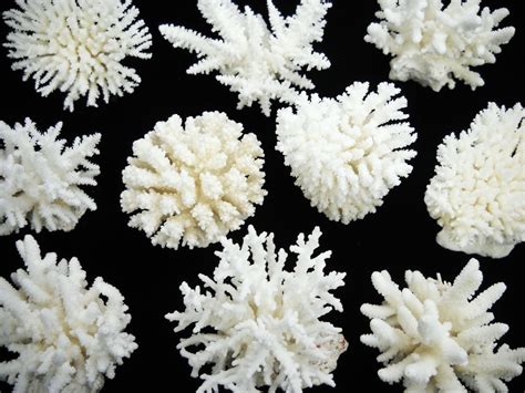 35 White Coral Lacy Style Natural Assorted Species By Evasfeathers