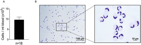 Magnetically Isolated Bovine Neutrophils With Yield And Purity The