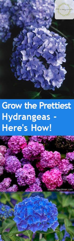 Look for compact varieties or dwarf hydrangea types to grow in containers. Grow the Prettiest Hydrangeas -- Here's How! ~ Bless My Weeds