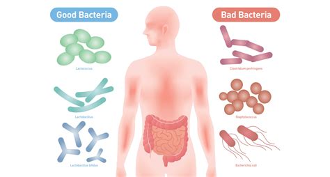 How Does System Drive Gut Pathobionts Inflammatory Responses