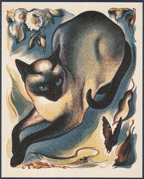 Nps & hoopstars tip off. Agnes Miller Parker, Cat and butterfly | Animal art, Cats ...