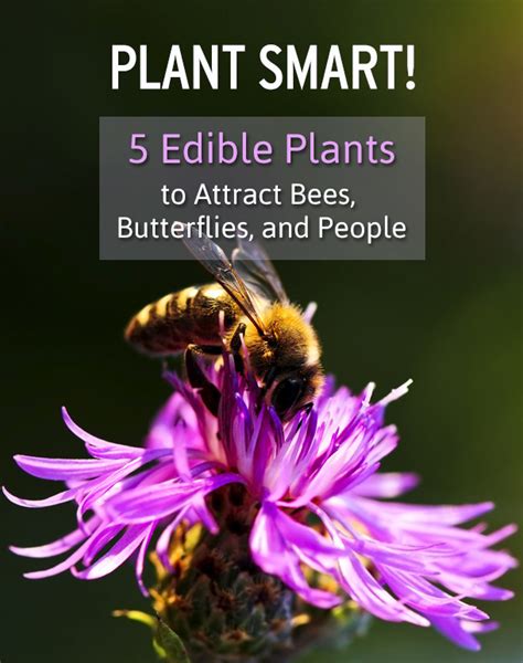 It is annual types of flowering plant. 5 Edible Plants to Attract Bees, Butterflies, and People ...