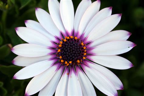 White And Purple African Daisy Flower Close Up Free Stock Buubicom
