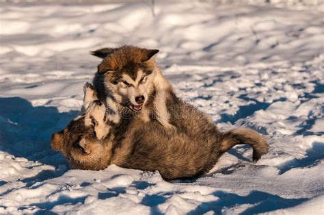 Alaskan Malamutes Playing In The Snow Stock Photo Image Of Farm