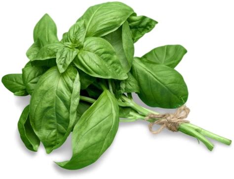 Basil Leaves How To Check For Bugs