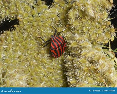 Maycintadamayantixibb Beetle Red And Black Stripe
