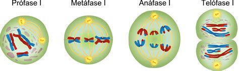 Meiose Biologia Celular Citologia Infoescola
