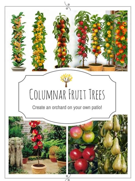 Columnar Fruit Trees Create An Orchard On Your Own Patio Fruit