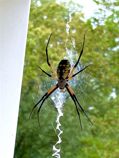 Cool Orb Weaver Spider In Olivette Rstlouis
