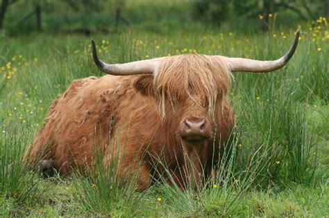 Highland Cattle Picture Of Wild West Fort William Tripadvisor