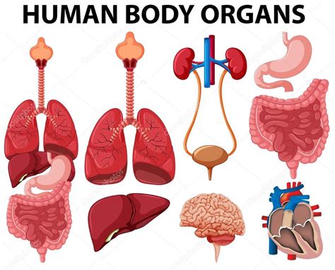 Diferentes Tipos De órganos Del Cuerpo Humano Vector De Stock Por