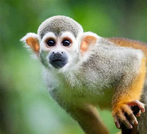 13 Small Monkey Breeds With Big Cute Eyes Some Can Be Pets