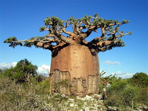 바오밥나무 아프리카 마다가스카르지방 바오밥나무꽃과 열매 네이버 블로그