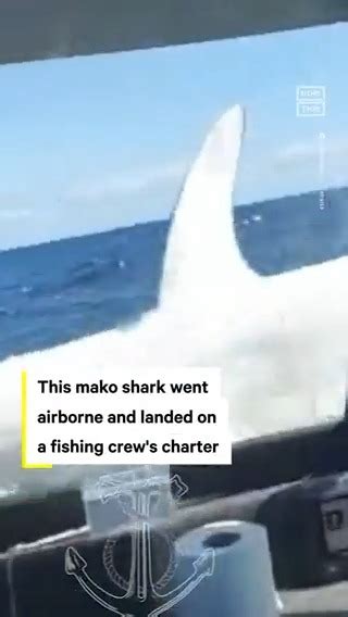 Nowthis On Twitter The Catch Of The Day A Mako Shark Leaped From The
