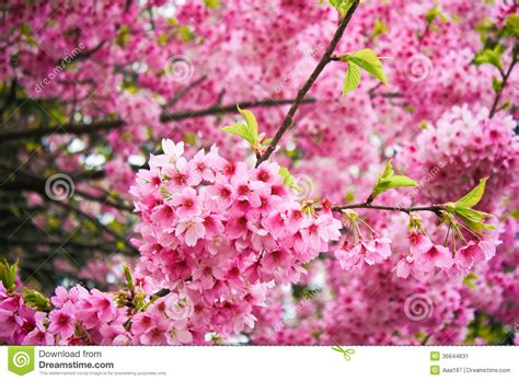 Flor De Cerezo Rosada Hermosa Sakura Imagen De Archivo Imagen De
