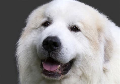 Great Pyrenean Mountain Dog Breed Photos Temperaments And Trivia