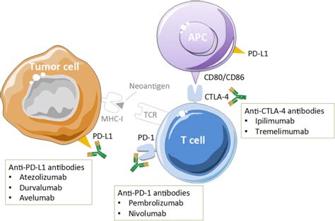 Mechanisms Of Action Of Anti Pdl 1 And Anti Ctla 4 Checkpoint