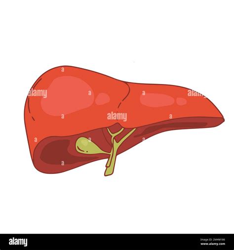 Realistic Liver Anatomy Structure Vector Hepatic System Organ