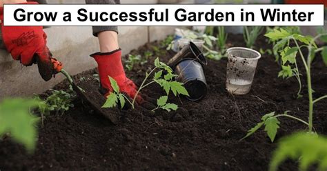 How To Grow A Successful Garden Through Winter