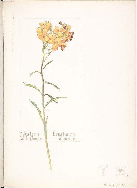Heaveninawildflower Flower Wall Botanical Drawings Poster Prints
