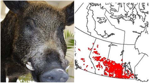 Canadian “super Pigs” Are A Real Thing Although They Havent Crossed