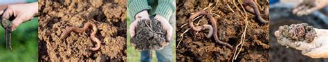 Why Your Soil Needs Earthworms And 5 Ways To Attract Them To Your