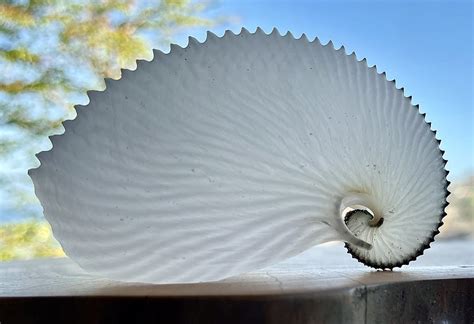 Tech Times Weird Science This Self Made Argonaut Shell Can Carry A